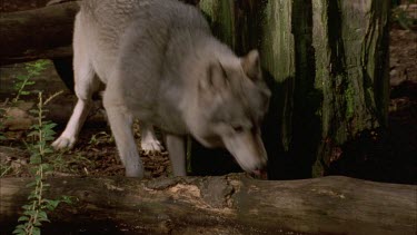 wolf looking submissive and weary, then walks out with another wolf sniffing ground