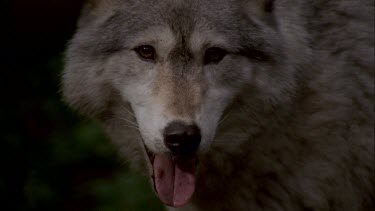grey wolf sniffing mossy bark