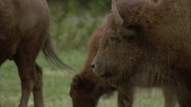 American buffalo