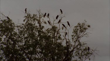 Silhouette of Cockatoos in tree at dusk
