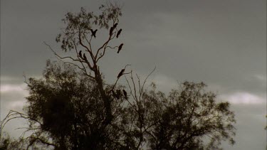 Silhouette of Cockatoos in tree top, shot at high speed