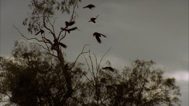 Silhouette of Cockatoos in tree top, shot at high speed, boomerang enters screen spinning in and out
