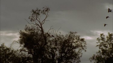 WS Cockatoos all fly off the tree in Slow mo, across the sky