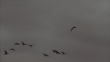 WS Cockatoos flying across sky in silhouette, tops of trees in shot