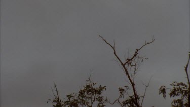 WS Cockatoos in silhouette flying against darkened sky