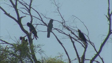 flock of cockatoos birds in tree