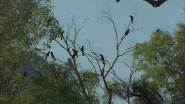 flock of cockatoos birds in tree, see glimpses of the red tails