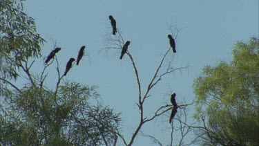 flock of cockatoos perched in tree fly off, camera pans with them as they fly behind trees.