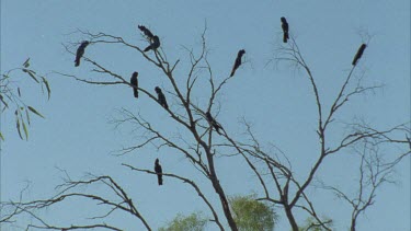 flock of cockatoos in tree top all fly off except one