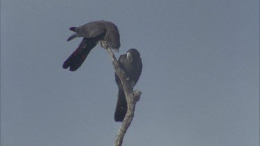 various shots: three cockatoos on tree branch