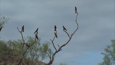 two cockatoos fight over the topmost branch of a tree, one wins and is King of the castle