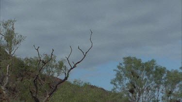 flock of cockatoos sitting statuesque on tree top all fly off in slow motion
