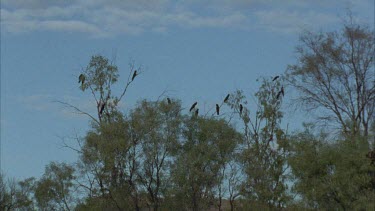 flock of cockatoos flying across sky in slomo