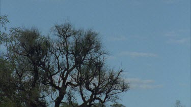 flock of cockatoos perched in tree top. They all fly off. Zoom onto empty tree top.
