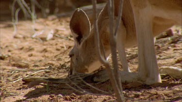 kangaroo eating and sniffing with head to the ground