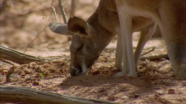 Kangaroo slowly moving away from camera.