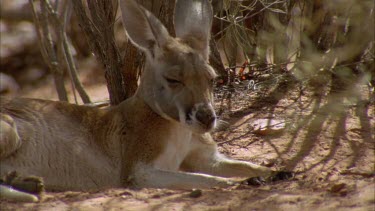 kangaroo digging ground with front paws then lying down in shade