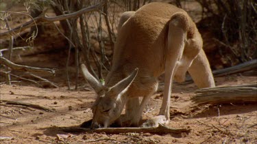 CU kangaroo half asleep in shade, lazily gets up and slowly hops out of frame