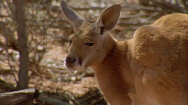 MS kangaroo bending over and eating