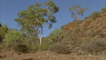 MS of aboriginal man walking against a bright blue sky and shrubs