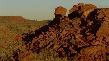 MWS Pan down from tree to aboriginal man who is walking through shrubs and bushes, onto a rocky ground