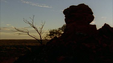 WS of semi arid landscape, flat ground with scattered shrubs