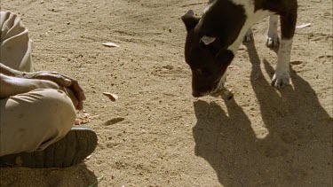 MCU of the aboriginal tracker and dog eating some food out of a can