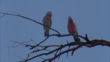 MS of a Crested Pigeon on a branch flying away