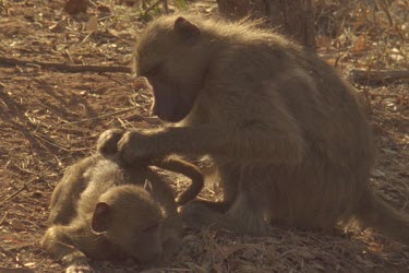 MS adult baboon grooming baby, baby lies down then runs toward camera to meet other baboons
