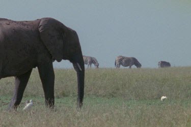 MS of elephant calf running to meet a larger herd of scattered adult elephants grazing