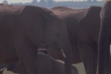 elephant walking across screen with zebra's in background