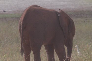 herd of elephants grazing