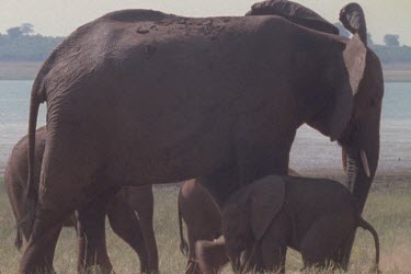 MWS elephant covering itself with dust and dirt with trunk