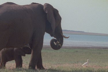 MWS of white water bird behind elephant using trunk to pull grass out.