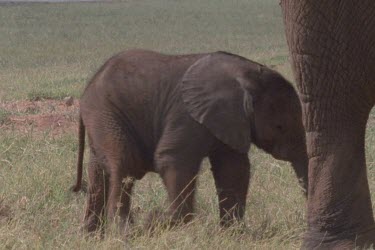 Various MS of elephant calf walking amongst legs of adult elephants