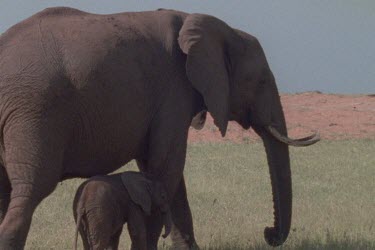 Various MS of elephant calf walking amongst legs of adult elephants