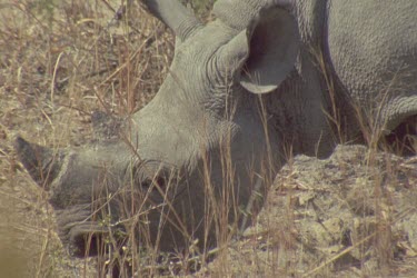 MWS of calf walking at the legs of adult elephant, then calf uses trunk to reach up to mothers body to suckle.
