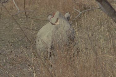 MCU of black rhino head while eating grass, lifts head and turns to look at camera