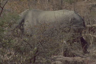 MS of the back of a black rhino, pans out to MWS of two back rhinos walking left of screen