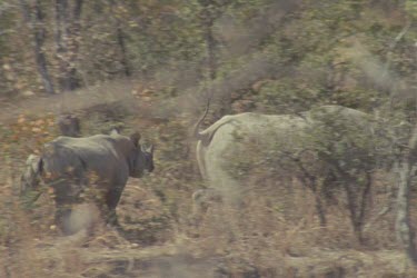 mother and large young, walking trotting away from the camera amongst shrub and bush land
