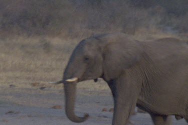 Herd of elephants with young drinking from a small patch of water