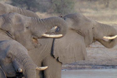 WS pan to MS of large pack of elephants arriving at lake, drinking water edge