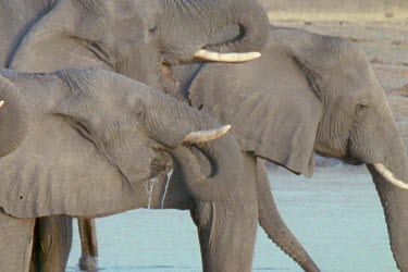 herd of elephants using trunks to drink.