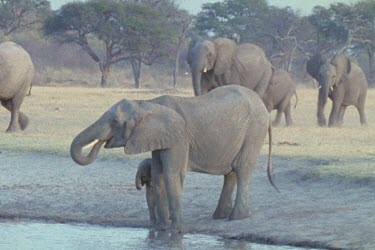 MWS of withered looking elephant walking across screen with buffalo in background