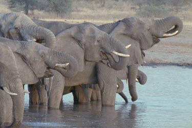 pan along heads of elephants lined up at waterhole