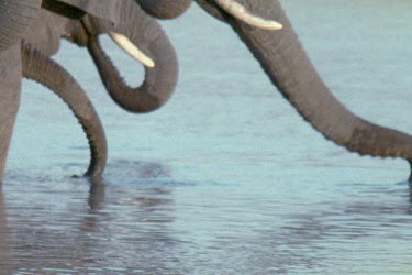 elephant herd drinking water