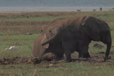 elephant trunks drinking water