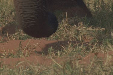 feet of adult elephant kicking through red earth, trunk lifting grass.