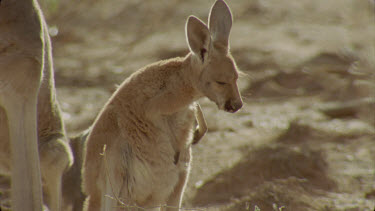 mother stands up to scratch with joey in pouch