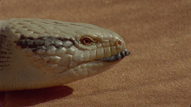 blue tongue on sand dune between spinifex slowly crawling